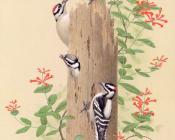 Downy Woodpecker - 威廉·齐默曼
